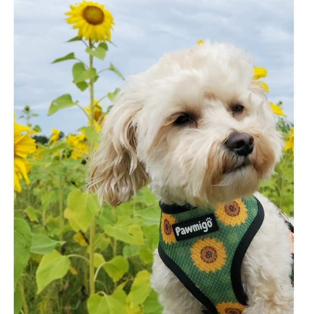 Reversible harness - Picture 2 of 7